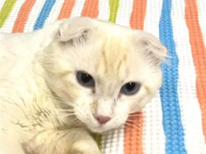 Gato raça SRD-ViraLata idade 1 ano nome Simba