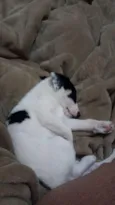 Marshmallow