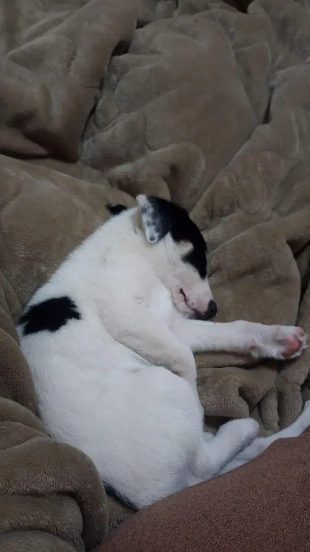 Cachorro raça SRD-ViraLata idade Abaixo de 2 meses nome Marshmallow