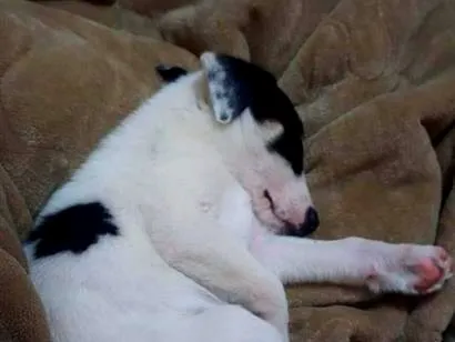 Cachorro raça SRD-ViraLata idade Abaixo de 2 meses nome Marshmallow