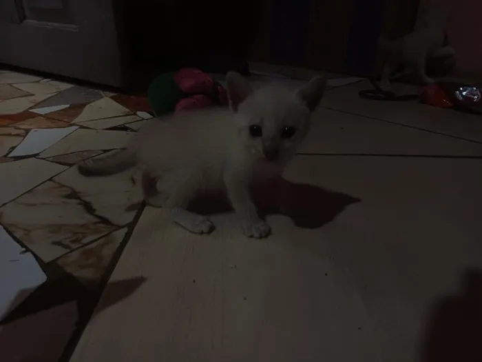 Gato raça Siamês idade Abaixo de 2 meses nome não tem ainda