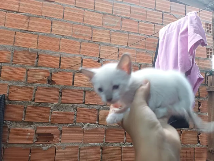 Gato raça Siamês idade Abaixo de 2 meses nome não tem ainda
