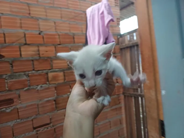 Gato raça Siamês idade Abaixo de 2 meses nome não tem ainda