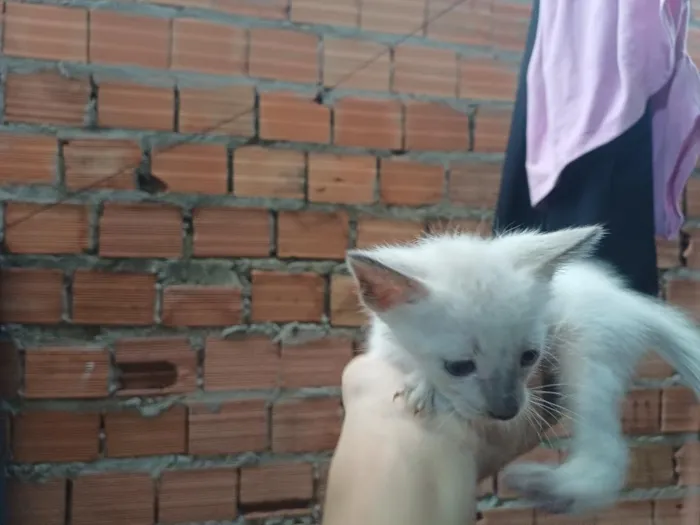 Gato raça Siamês idade Abaixo de 2 meses nome não tem ainda