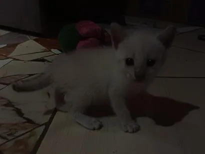 Gato raça Siamês idade Abaixo de 2 meses nome não tem ainda
