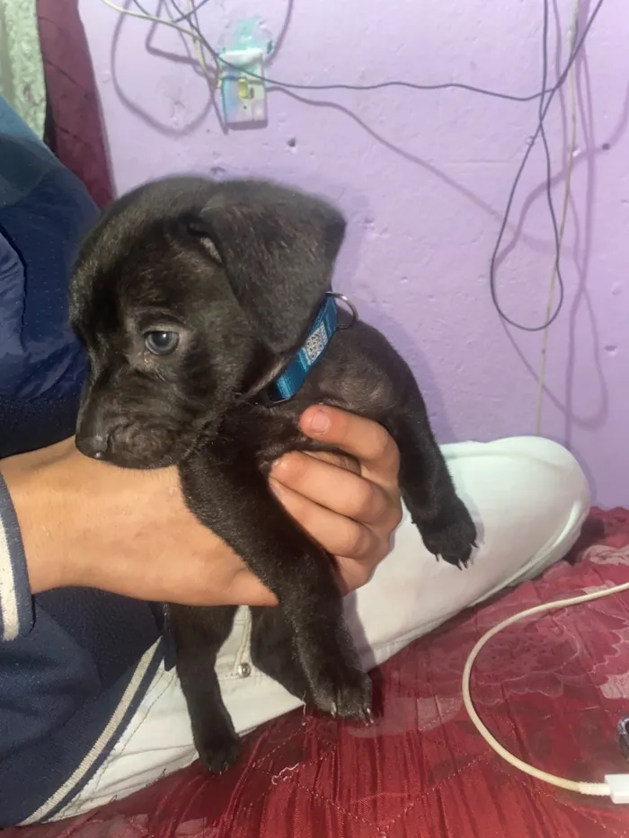 Cachorro raça SRD-ViraLata idade Abaixo de 2 meses nome Negresco