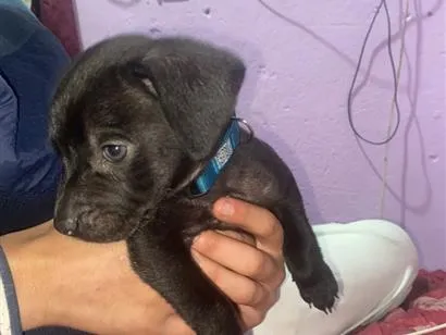 Cachorro raça SRD-ViraLata idade Abaixo de 2 meses nome Negresco
