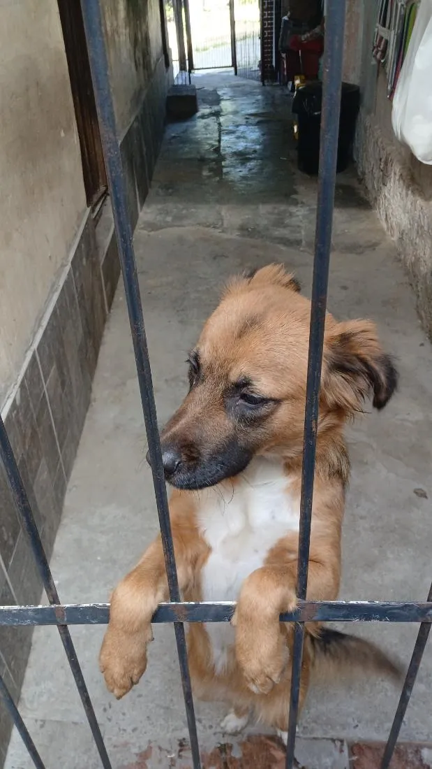 Cachorro raça SRD-ViraLata idade 2 anos nome Nina