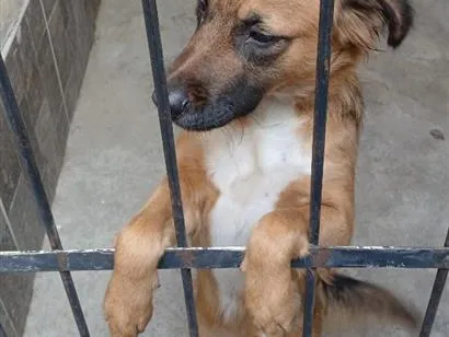 Cachorro raça SRD-ViraLata idade 2 anos nome Nina