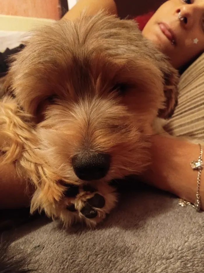 Cachorro raça SRD-ViraLata idade 7 a 11 meses nome Léo