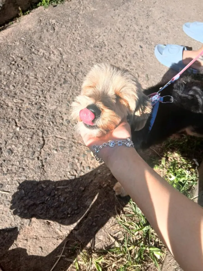Cachorro raça SRD-ViraLata idade 7 a 11 meses nome Léo