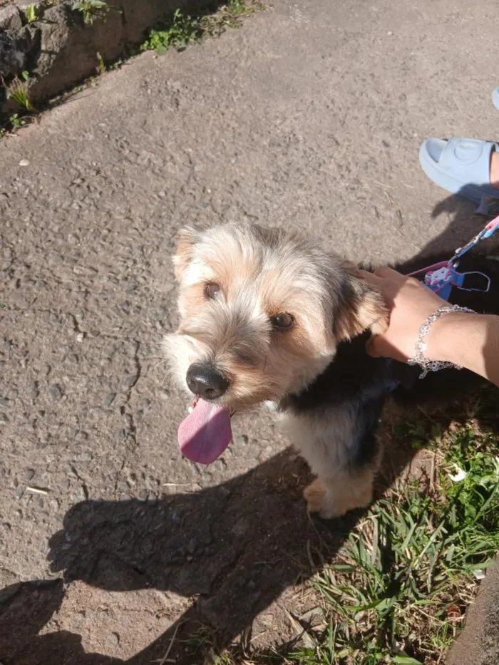 Cachorro raça SRD-ViraLata idade 7 a 11 meses nome Léo