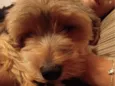 Léo