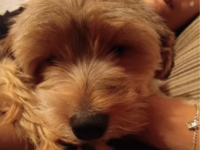 Cachorro raça SRD-ViraLata idade 7 a 11 meses nome Léo