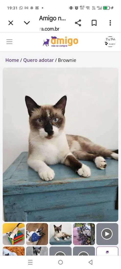 Gato raça SRD-ViraLata idade 1 ano nome Brownie