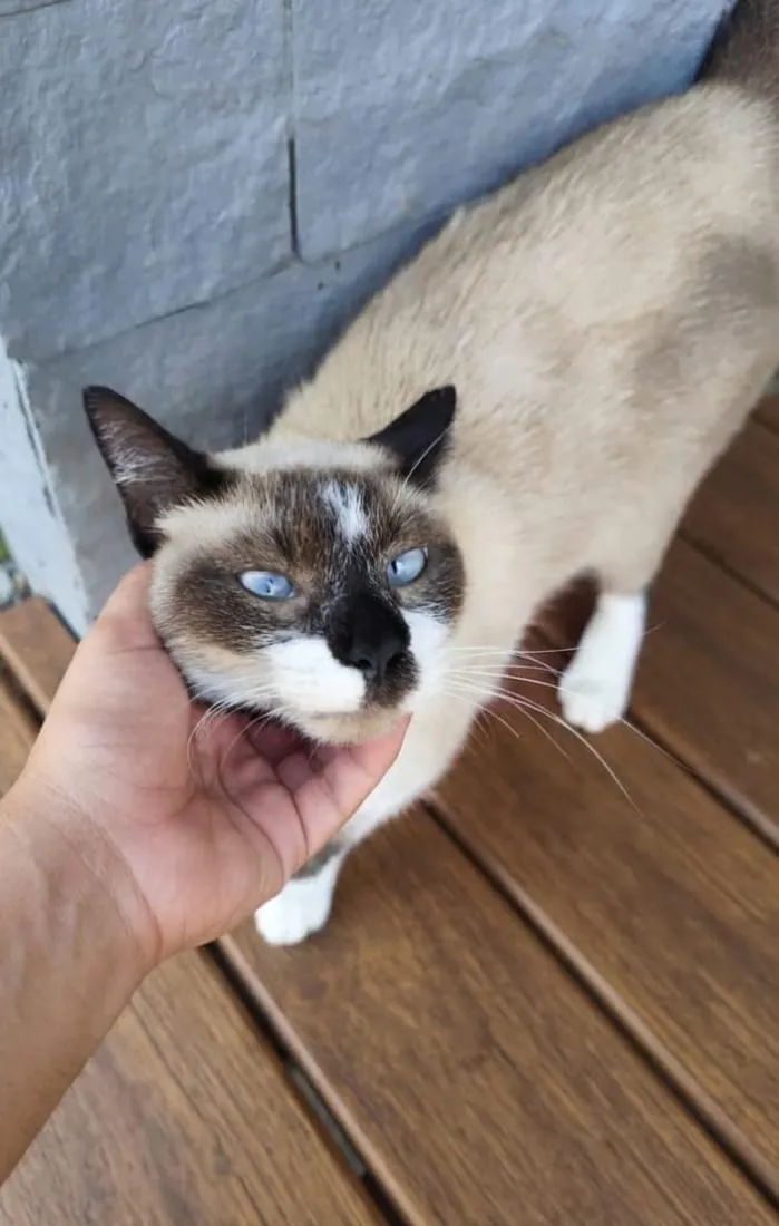 Gato raça SRD-ViraLata idade 1 ano nome Brownie