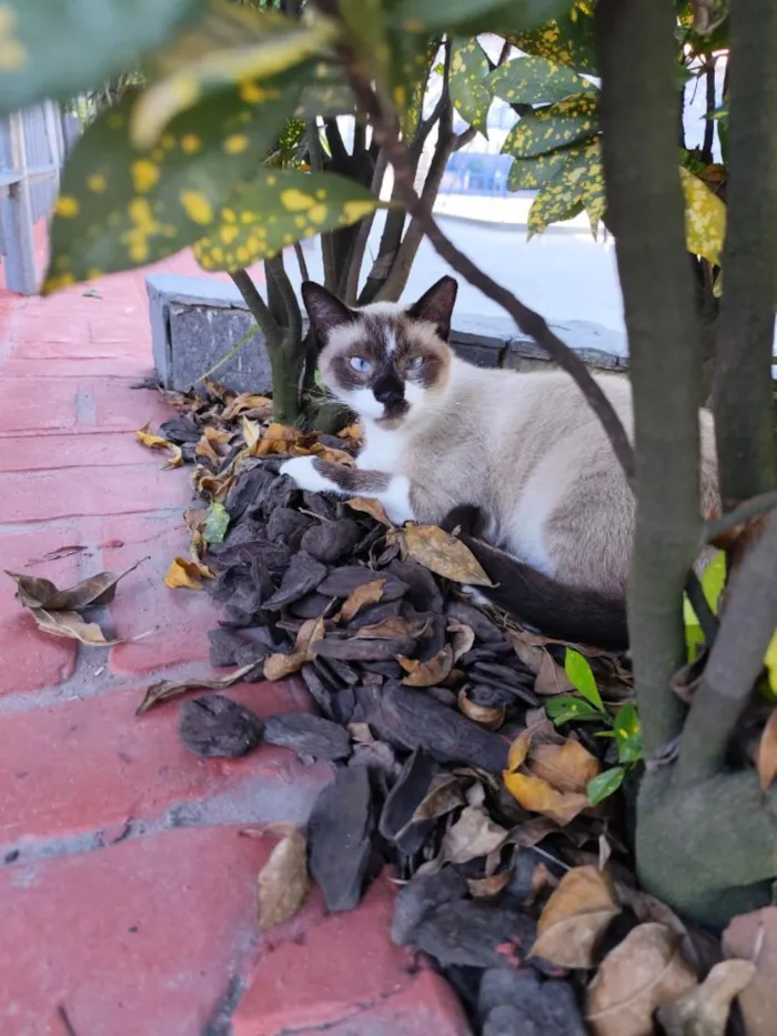 Gato raça SRD-ViraLata idade 1 ano nome Brownie