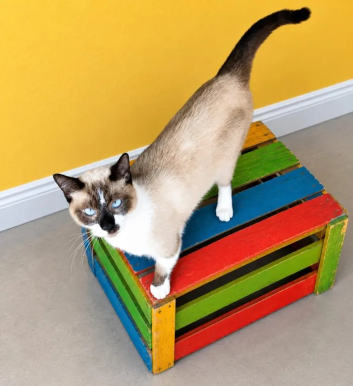 Gato raça SRD-ViraLata idade 1 ano nome Brownie