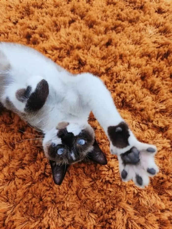 Gato raça SRD-ViraLata idade 1 ano nome Brownie