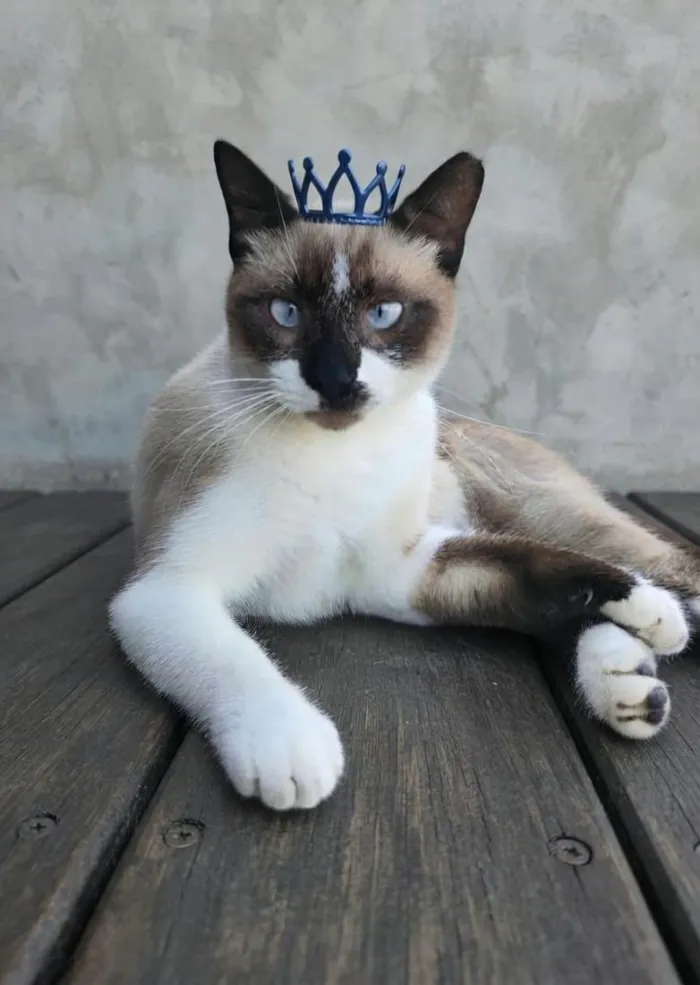 Gato raça SRD-ViraLata idade 1 ano nome Brownie