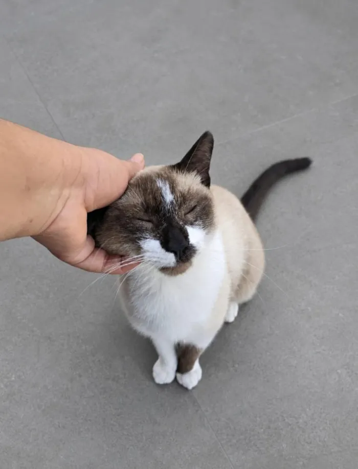 Gato raça SRD-ViraLata idade 1 ano nome Brownie