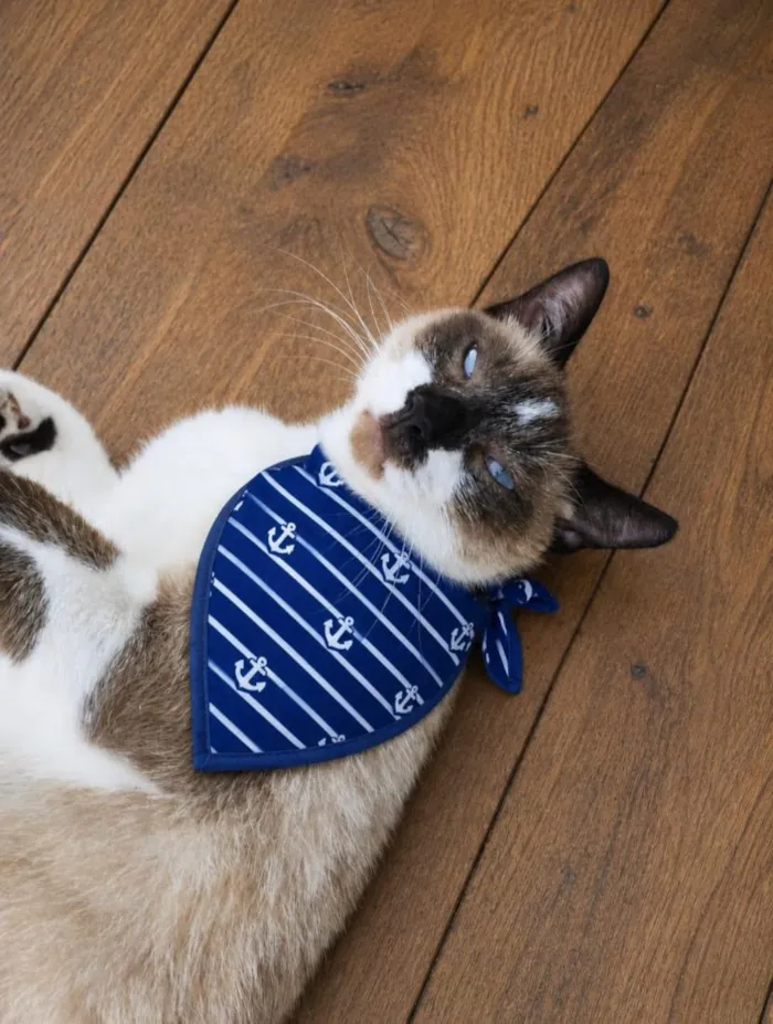 Gato raça SRD-ViraLata idade 1 ano nome Brownie