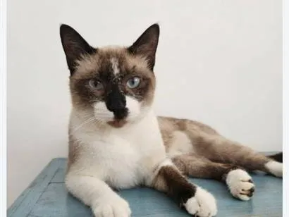 Gato raça SRD-ViraLata idade 1 ano nome Brownie