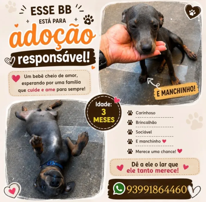 Cachorro raça SRD-ViraLata idade 2 a 6 meses nome Bob