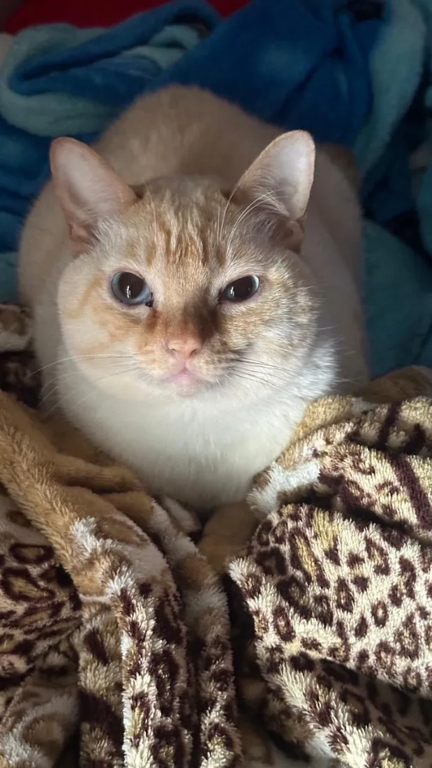 Gato raça SRD-ViraLata idade 2 anos nome Calleri
