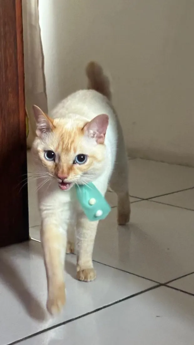 Gato raça SRD-ViraLata idade 2 anos nome Calleri