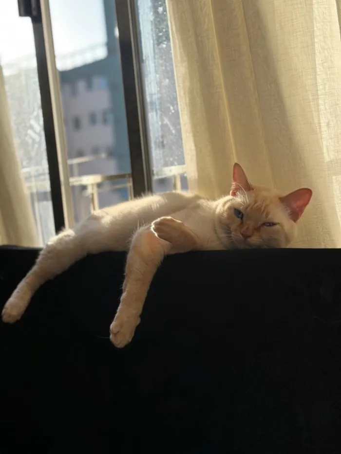 Gato raça SRD-ViraLata idade 2 anos nome Calleri