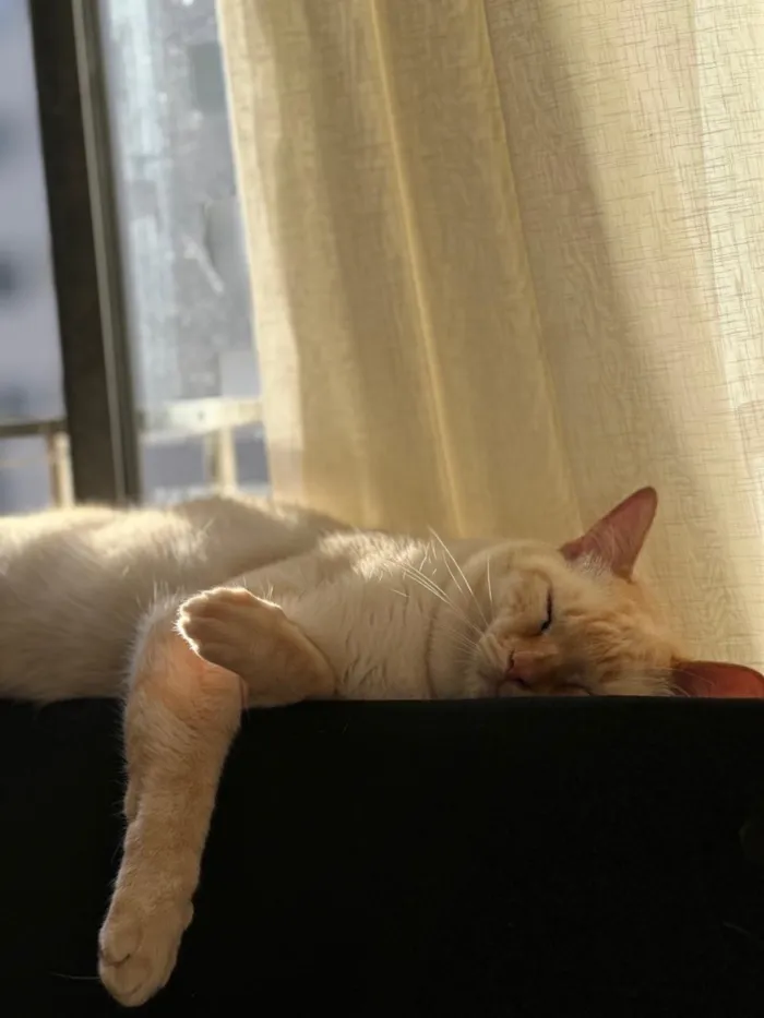 Gato raça SRD-ViraLata idade 2 anos nome Calleri
