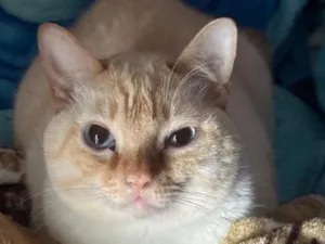 Gato raça SRD-ViraLata idade 2 anos nome Calleri