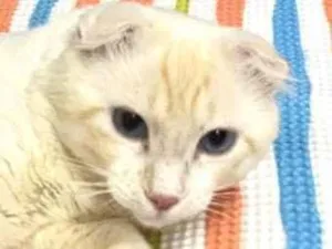 Gato raça SRD-ViraLata idade 1 ano nome Simba