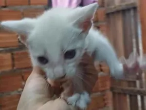 Gato raça Siamês idade Abaixo de 2 meses nome não tem ainda