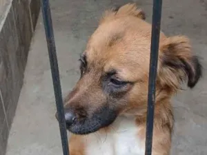 Cachorro raça SRD-ViraLata idade 2 anos nome Nina