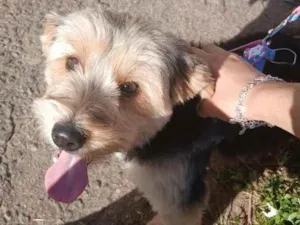 Cachorro raça SRD-ViraLata idade 7 a 11 meses nome Léo