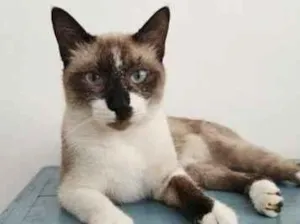 Gato raça SRD-ViraLata idade 1 ano nome Brownie