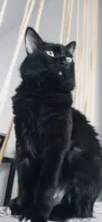 Boris