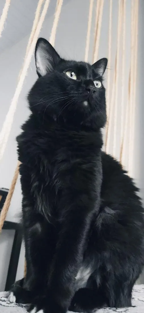Gato raça SRD-ViraLata idade 6 ou mais anos nome Boris