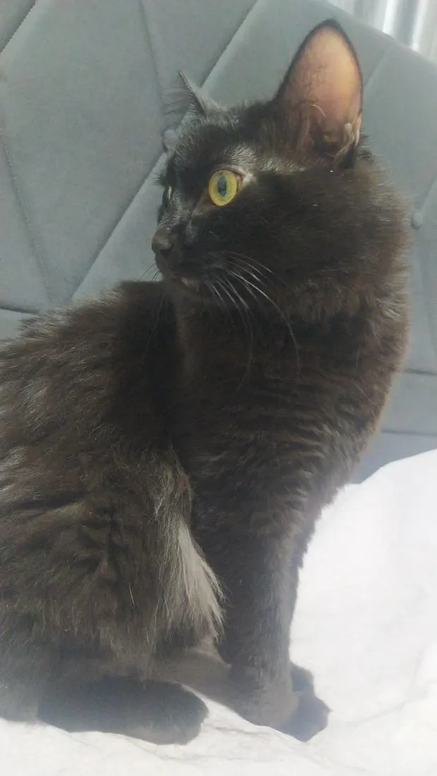 Gato raça SRD-ViraLata idade 6 ou mais anos nome Boris