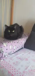 Boris