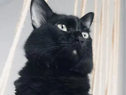 Gato raça SRD-ViraLata idade 6 ou mais anos nome Boris
