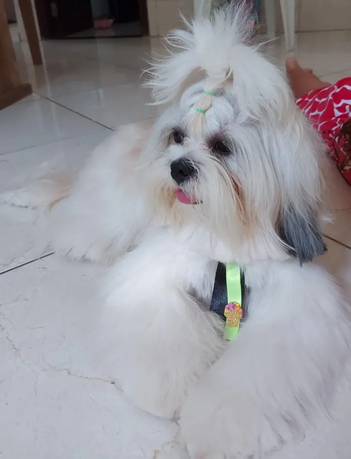 Cachorro raça Lhasa Apso idade 4 anos nome Luk