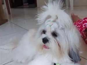 Cachorro raça Lhasa Apso idade 4 anos nome Luk