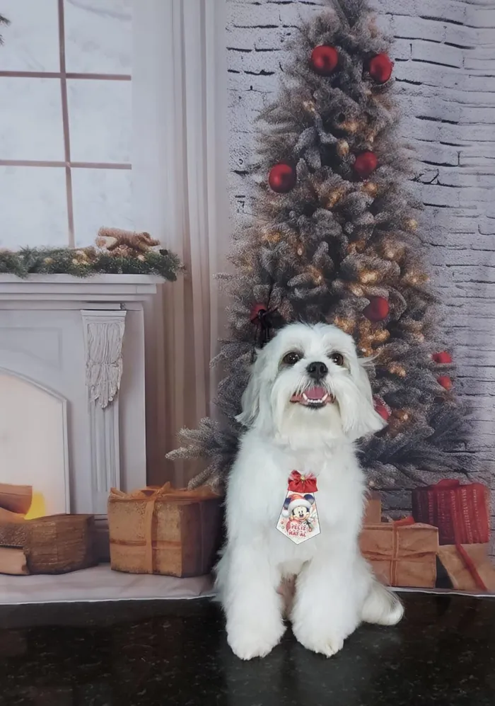 Cachorro raça Lhasa Apso idade 4 anos nome Luk