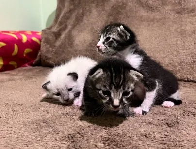 Gato raça SRD-ViraLata idade Abaixo de 2 meses nome A escolher..