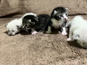 Gato raça SRD-ViraLata idade Abaixo de 2 meses nome A escolher..