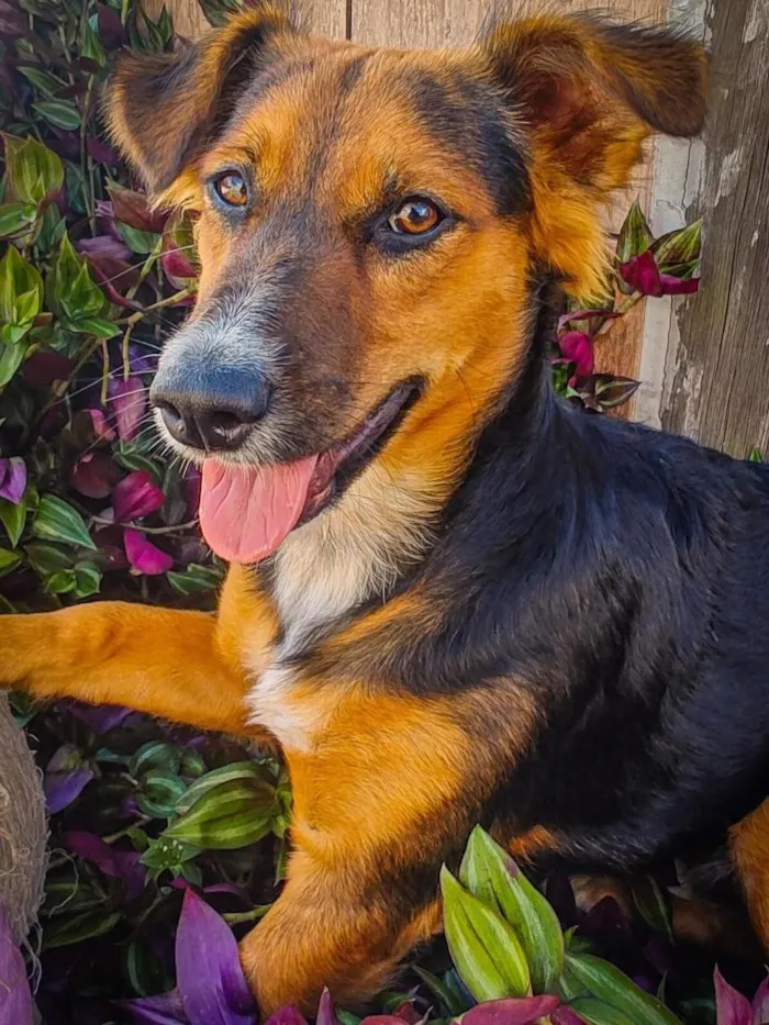Cachorro raça SRD-ViraLata idade 2 anos nome roberto psycho 