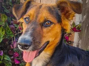 Cachorro raça SRD-ViraLata idade 2 anos nome roberto psycho 